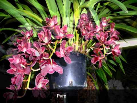 cymbidium paraziták