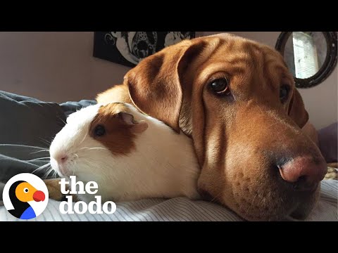 Dog Is Convinced He's A Guinea Pig | The Dodo