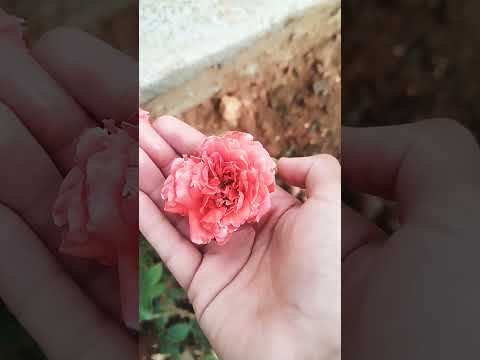 my Rose plant #cover #cover song #music #coastal #Please subscribe, share, like