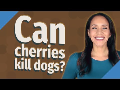 Can cherries kill dogs?