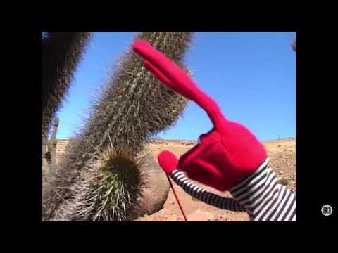 We see here a red puppet who has touched a cactus with his hands
