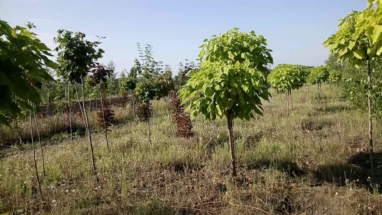 Катальпа Нана