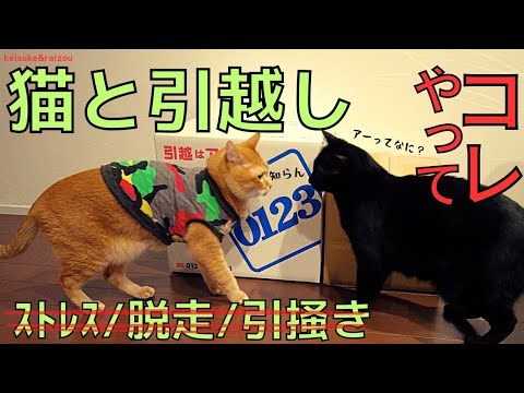 猫が新しい家に慣れるまでどれくらい時間がかかりますか?