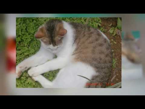 memories (by piumi sulochana)