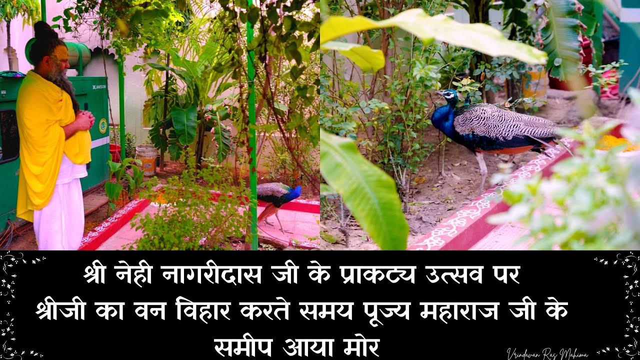 श्रीजी का वन विहार करते समय पूज्य महाराज जी के समीप आया मोर // 03/08/23