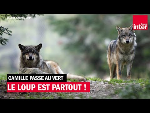 Le loup est partout !