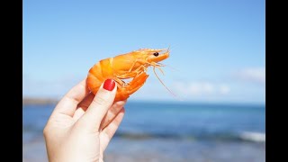 Can Dogs Eat Shrimp 