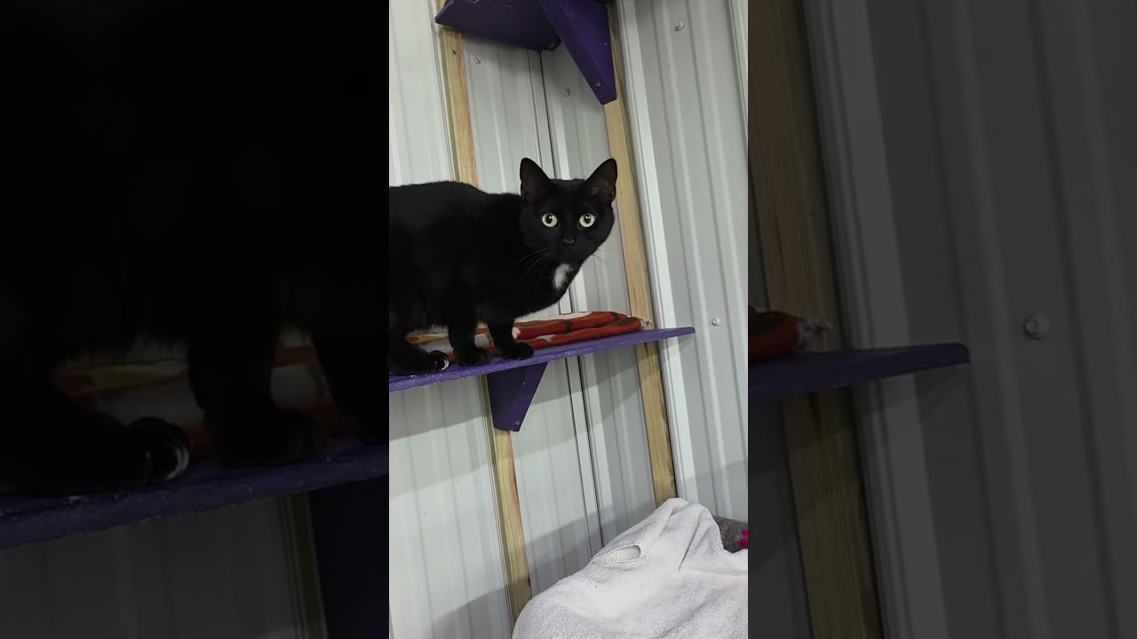 Cleo, a Adoptable Domestic Short Hair in Blairsville, GA video 6/6
