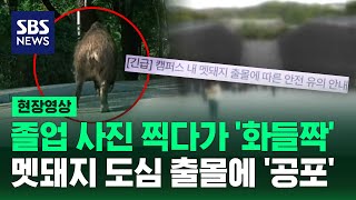 '스윽' 대학교 캠퍼스 안으로 등장한 거대한 몸집에 학생들 '공포' (현장영상) / SBS
