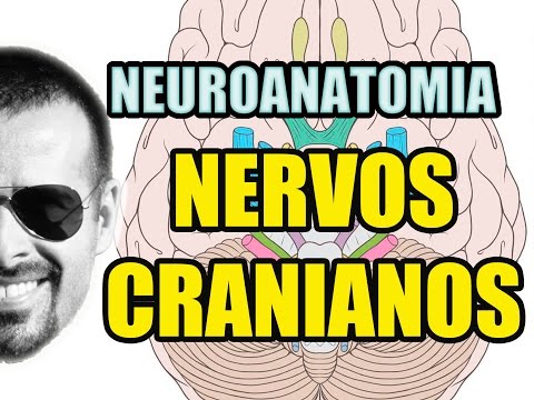Nervos Cranianos - Sistema Nervoso (Neuroanatomia) - Anatomia Humana - Vídeo Aula 129