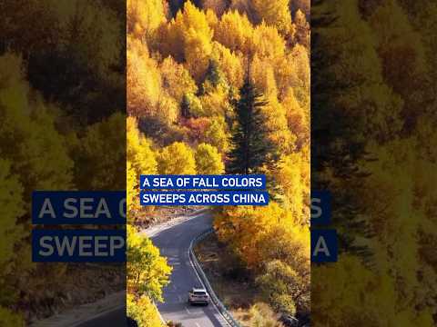 A sea of fall colors sweeps across China #CoolChina