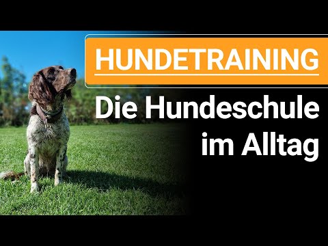 🐕🐶 DOG TRAINING: The everyday dog ​​school for dog training! 🐕🐶✔️