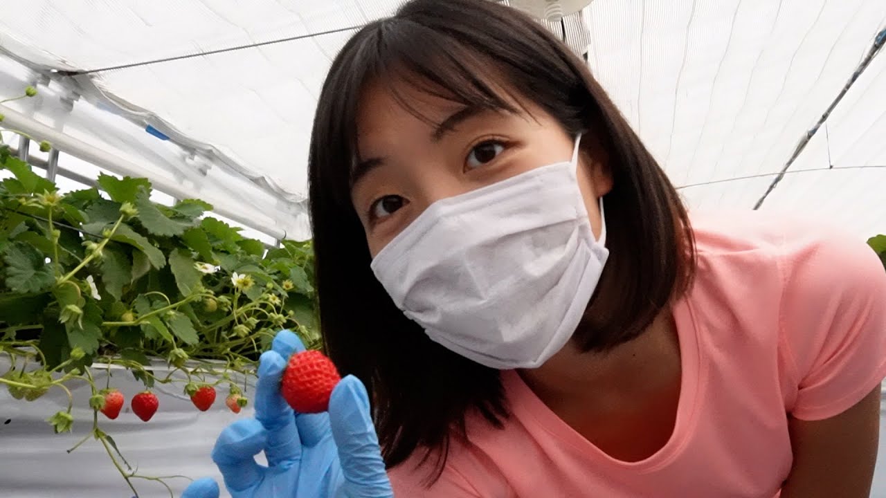 【イチゴの収穫】幸せイチゴができました🍓