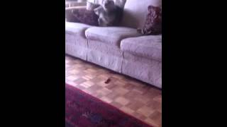 Monty goes crazy for bone