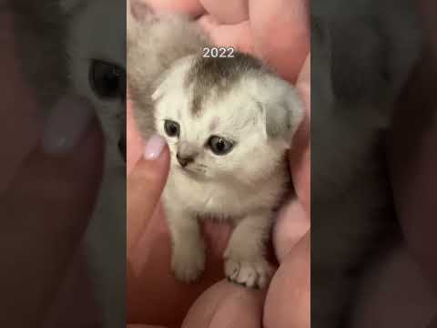 Kisa ❤️ #cat #cats