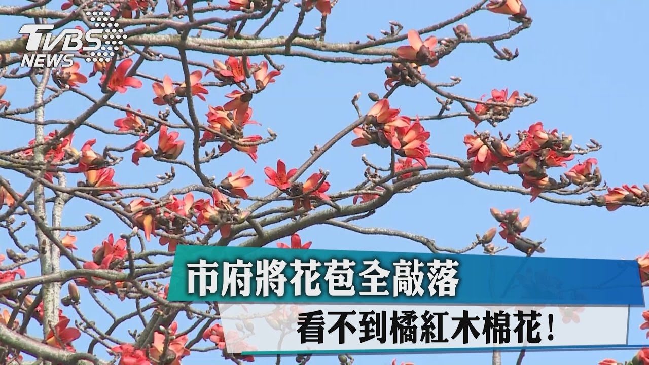 市府將花苞全敲落　看不到橘紅木棉花！