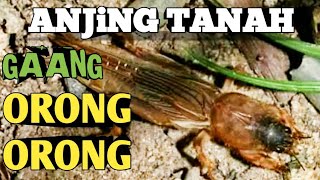 Download lagu Suara orong-orong yang menjengkelkan mp3