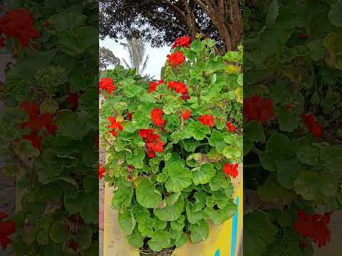 Hermoso parque , MURILLO TOLIMA