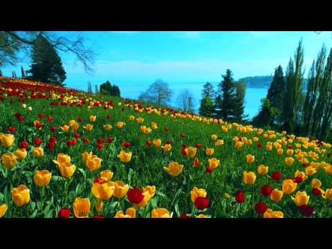 Miikka Leinonen - Dreamfields (Original Mix)