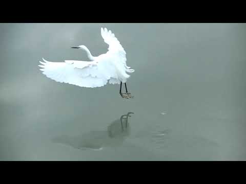 天満宮の水鳥 コサギ  20220208pm 2（天満宮）