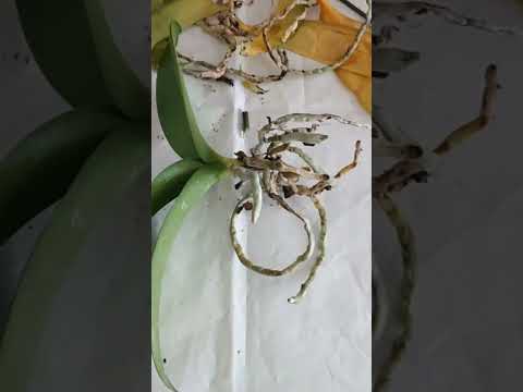 茎のなくなった蘭を再び咲かせるにはどうすればよいでしょうか？私たちのシンプルなソリューション!  庭園