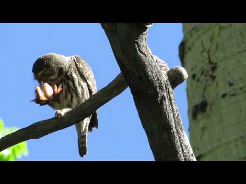 Adult male Northern Pygmy-Owl with a  nestling American Robin
