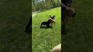 Video preview image #1 Pyrenees Border Collie Puppy For Sale in Cookeville, TN, USA