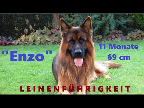 Deutscher Schäferhund - Leinenführigkeit - Enzo