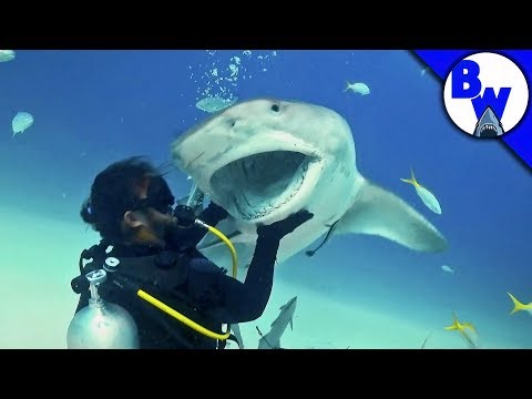 Tiger Shark Encounter – Director's CHOMP!