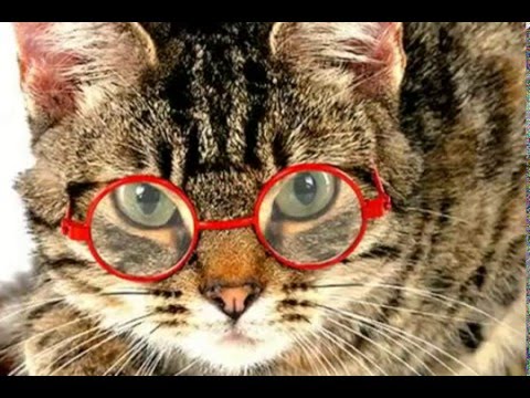 CATS  WITH  GLASSES