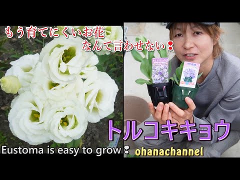 キョウチクトウを鉢や地植えで越冬するにはどうすればよいですか？寒さから守るのはいつですか？  庭園