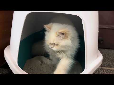 Sophie’s Secret Mission: Burying the Evidence! 🐾😂