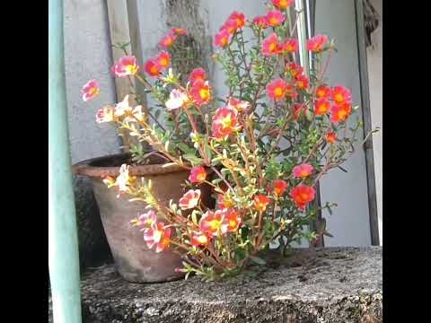 @natureslove9953 #gardening