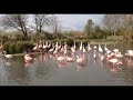 Chilean Flamingos Dancing March 2020