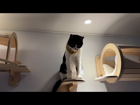 자기가 밀림의 왕인줄 알았는데..사실은..그냥 하찮은 고양이ㅋㅋ