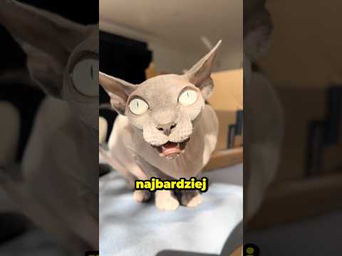 The Most Mysterious Cat on the Planet! 😱🐈