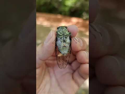 Minmin Cicada Screaming #shorts