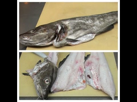 download lagu mp3 mp4 Cod Fish Has Scales, download lagu Cod Fish Has Scales gratis, unduh video klip Cod Fish Has Scales