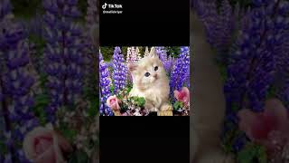 Download lagu Billi me Barat 😂😂😂😋 mp3