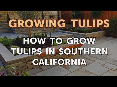 How to Plant Tulips Outside After They Bloom in Pots