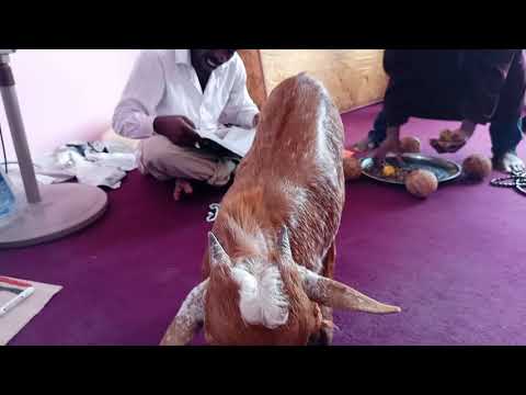 KISOMO KIKUBWA CHA ALBADIRI KIKISOMWA NA VIJANA WA MTABIBU_MAALIM_MPIRI(1)