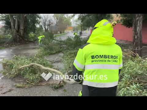 Caída de un árbol cerca de la rotonda del Michelín en Jerez