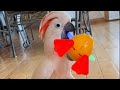 It S Dancing Duck This Is Fun
