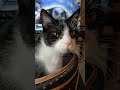 Tiny Meows From A Silly Boi Cat Cuteanimal Cute Cutecat Cutekitty Tuxedocat Tuxie