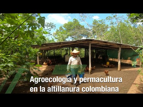 Agroecología y permacultura en la altillanura colombiana - TvAgro por Juan Gonzalo Angel Restrepo
