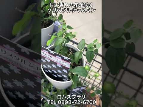 黄色のウィンター ジャスミン 植物