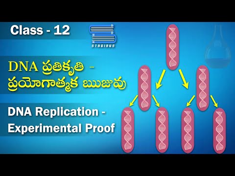 DNA ప్రతికృతి ప్రయోగాత్మక ఋజువు – DNA Replication | Biology Telugu