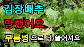 김장배추 비상 / 배추무름병 발생원인  /  김장할수 있을까요