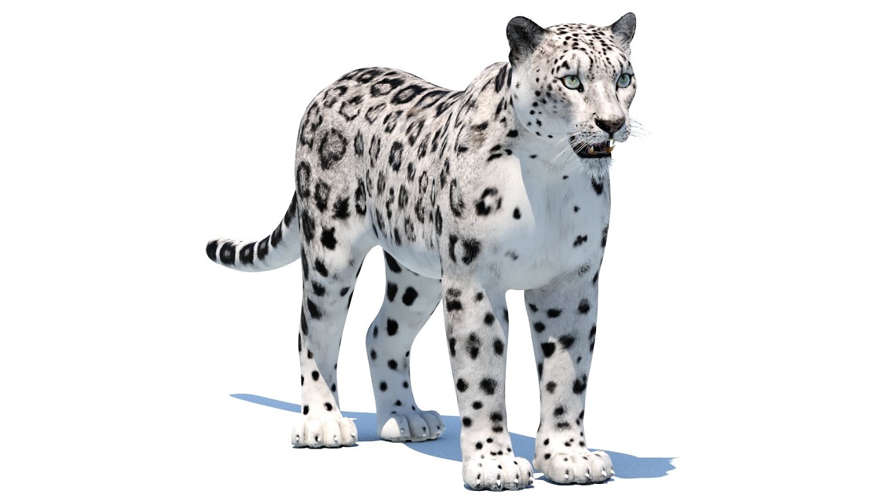 Leopardo delle nevi Modello 3D