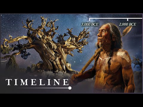The Oldest Living Thing In The World: The Mysterious Methuselah Tree | Oldest Tree | Timeline